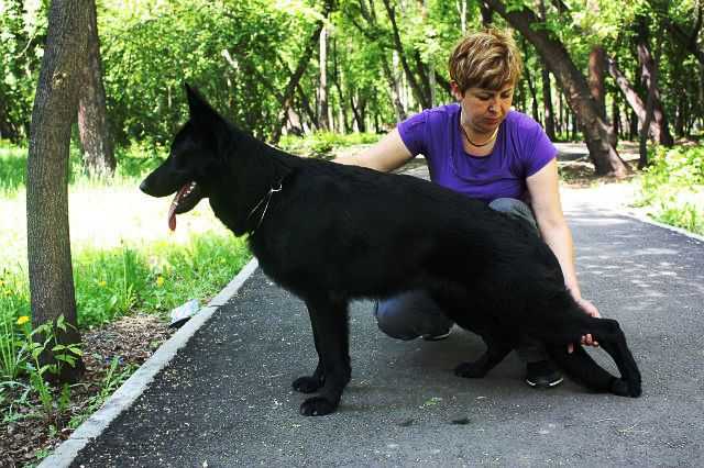 Mirabella s Femili s Friver | German Shepherd Dog 