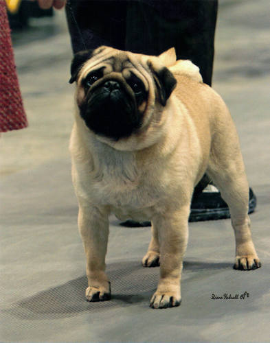 Nabuco'S joao gilberto | Pug 