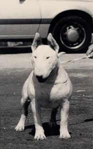 Aricon Eye Spy | Bull Terrier 