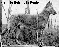 Fram du Bois de la Deule | Belgian Groenendael 