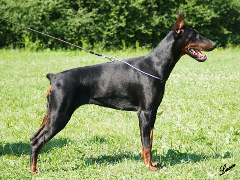 Gravin Golda Morgantina | Black Doberman Pinscher