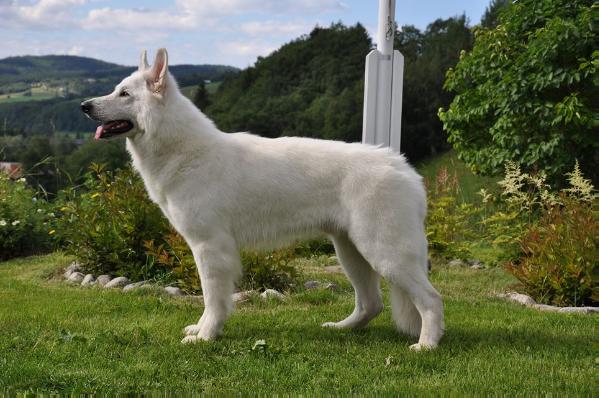 Höglandos Heikke | White Swiss Shepherd Dog 