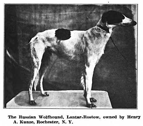 Lantar Rostow | Borzoi 