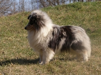 Mystic Moonlight Blue Velvet | Shetland Sheepdog 