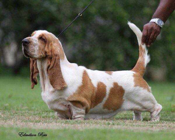 BRAVE BASSET MISS YOU | Basset Hound 