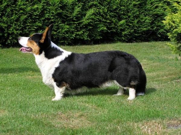 Brawos ALI BABA | Cardigan Welsh Corgi 