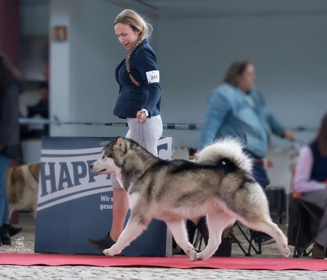 Brilliant Sunshine Star Terreno | Alaskan Malamute 