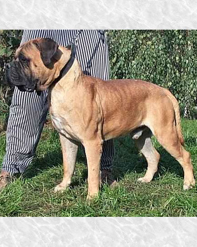 Korona Clint Of Gold | Bullmastiff 