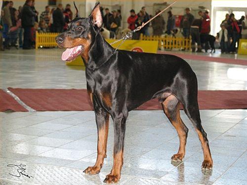 Ikar Ikaros Morgantina | Black Doberman Pinscher