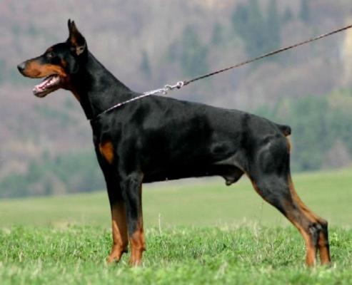 Jeron Jerome Morgantina | Black Doberman Pinscher