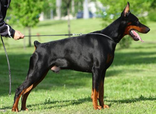 Pride of Russia Ferro | Black Doberman Pinscher