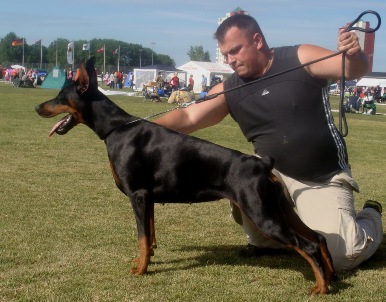 Pride of Russia Ferenzi | Black Doberman Pinscher