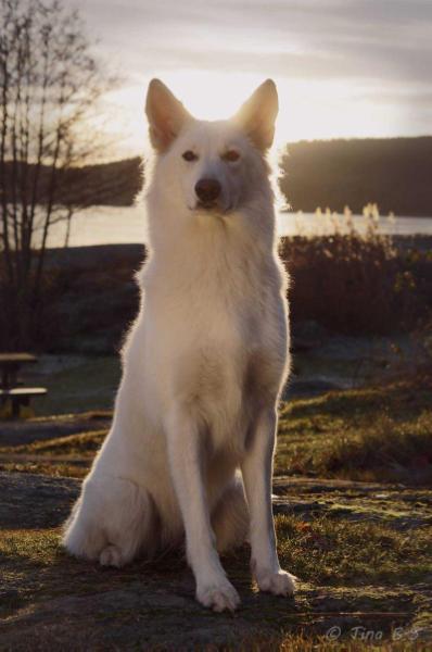 Albus Lupus Ri-Ca Eevee | White Swiss Shepherd Dog 