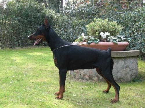 Pride of Russia Fiorentina | Black Doberman Pinscher