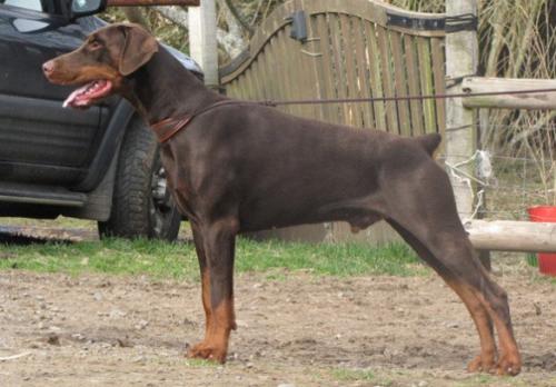 Corleone Wot a Thriller | Brown Doberman Pinscher