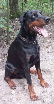 Chaos Wot a Thriller | Black Doberman Pinscher