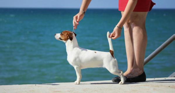 Kindred Soul Dogma Star Karuna | Jack Russell Terrier 