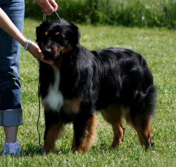 Malpaso's Spellbinder | Australian Shepherd 