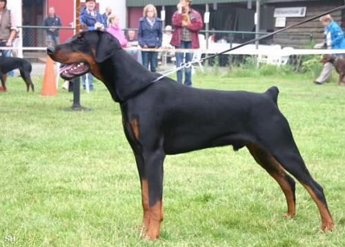 Crash Wot a Thriller | Black Doberman Pinscher