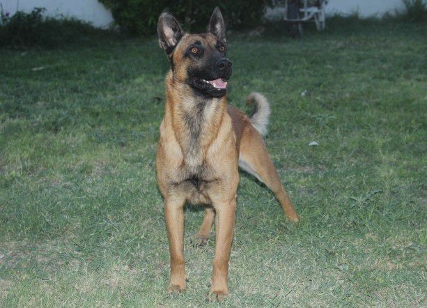 Orko (Garrido) | Belgian Malinois 