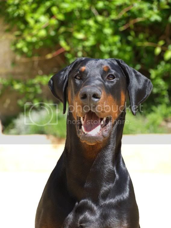 Czar Zorro Wot a Thriller | Black Doberman Pinscher