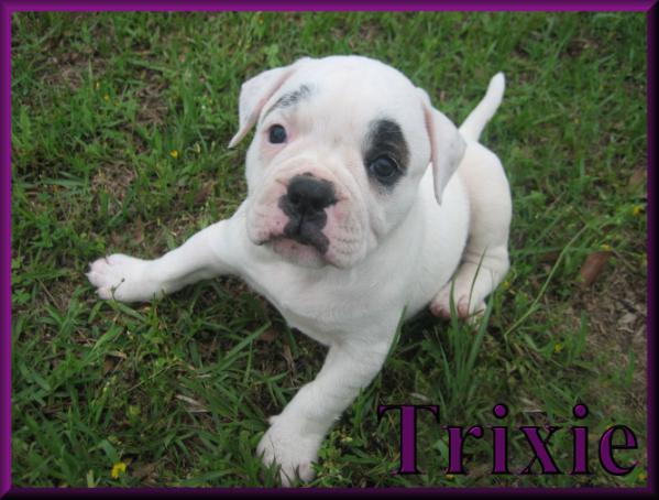 Trixie of Tunnel Springs Bullies | American Bulldog 