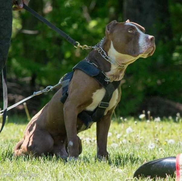 Montanez Chance (APBT) | American Pit Bull Terrier 