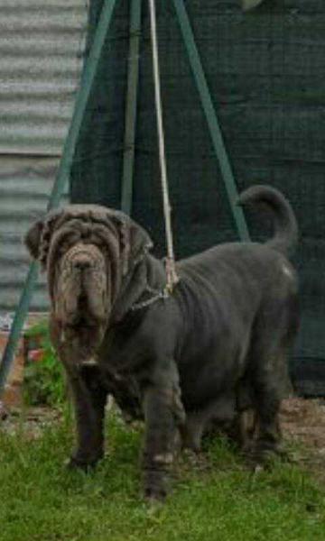 CAROLA DI FONDO ANFOSSI | Neapolitan Mastiff 