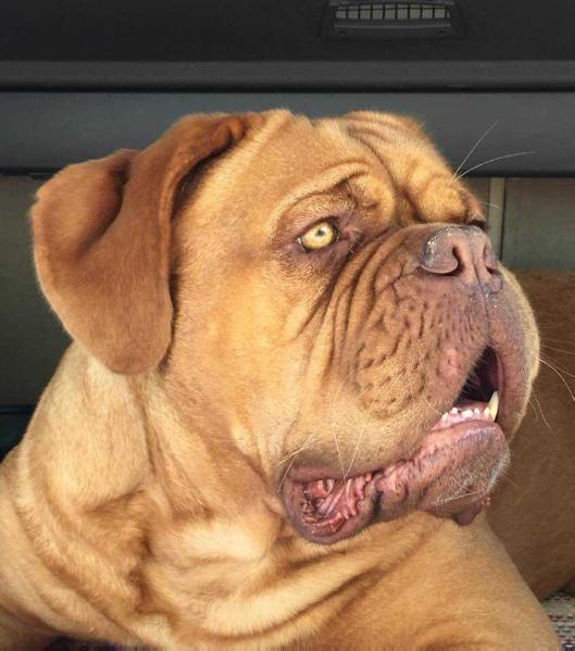 Lounatkarin Pocahontas | Dogue de Bordeaux 