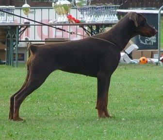 Crystal Wot a Thriller | Brown Doberman Pinscher