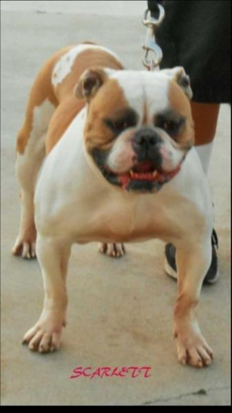 PINTOS BULLYS SCARLET OF FASTLANES | American Bulldog 