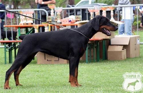 Chernika Wot a Thriller | Black Doberman Pinscher