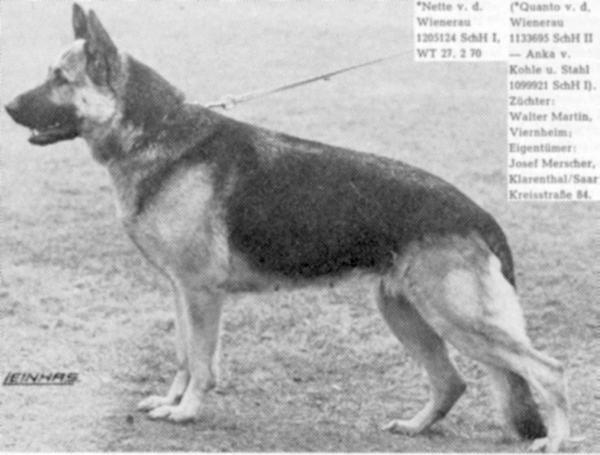 Nette von der Wienerau | German Shepherd Dog 