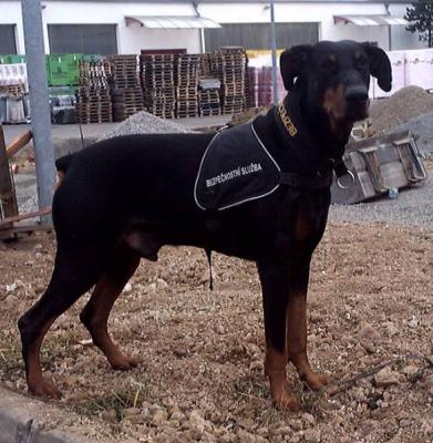 Uldor  Halit Pasa | Black Doberman Pinscher