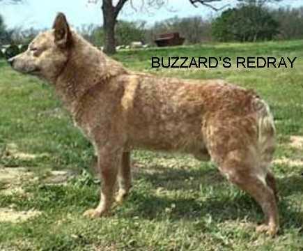 BUZZARD'S RED RAY | Australian Cattle Dog 