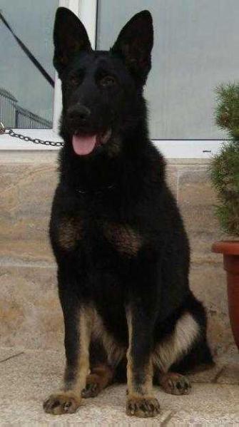 Zhinos Arsas | German Shepherd Dog 