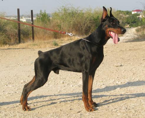 Atom iz Gratsiano | Black Doberman Pinscher