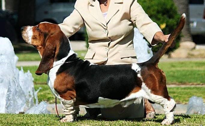 YOU TOO DOS SETE MOINHOS | Basset Hound 