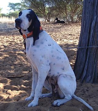 Capucine [Gascon Saintongeois (FCI No.21)] | Bluetick Coonhound 