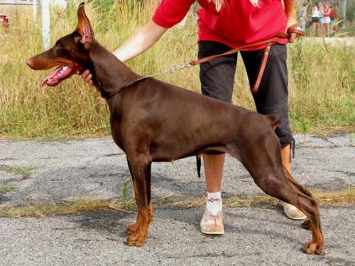 Ataka iz Gratsiano | Brown Doberman Pinscher