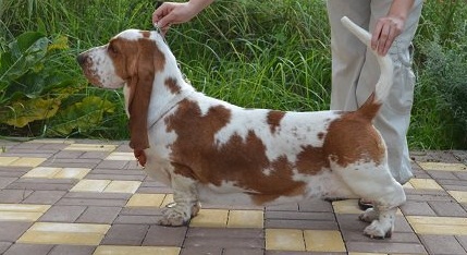 MAVEN STAR DUST | Basset Hound 