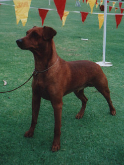 Elstenberg FOX MULDER | German Pinscher 