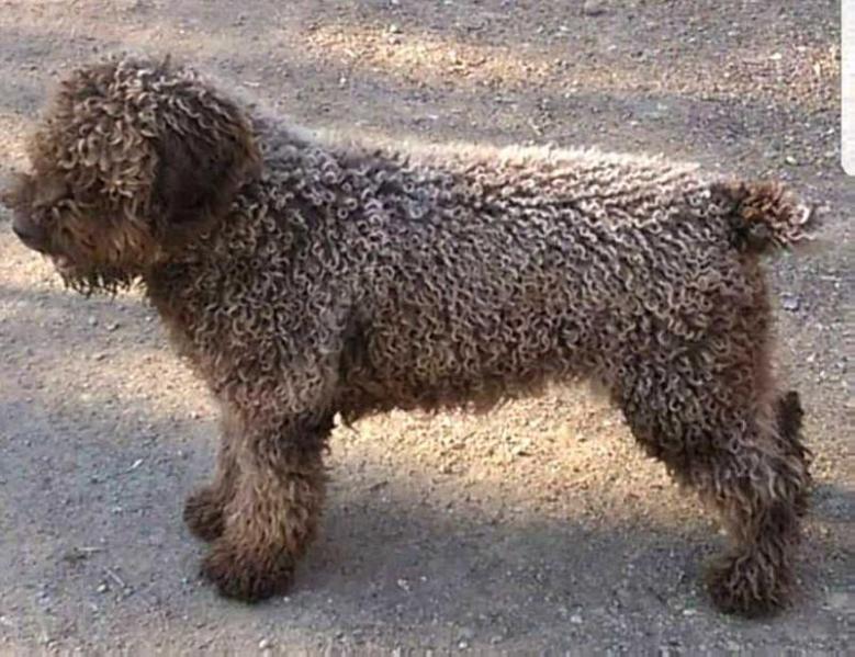 Kiteindiad de Ubrique | Spanish Water Dog 