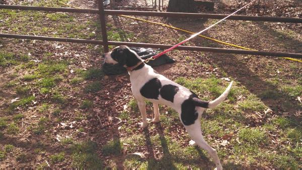 Old Fort's Katie | Treeing Walker Coonhound 