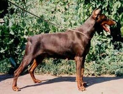 Doberdal Agile | Brown Doberman Pinscher