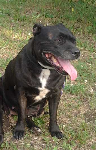 Nika | Staffordshire Bull Terrier 