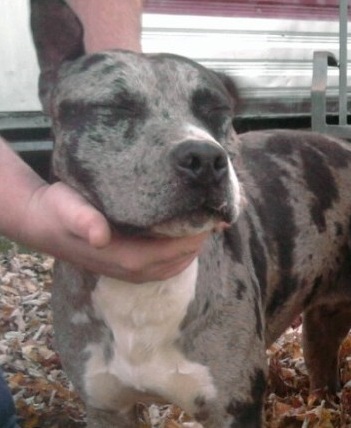 Damien - by Bam Bam | American Pit Bull Terrier 