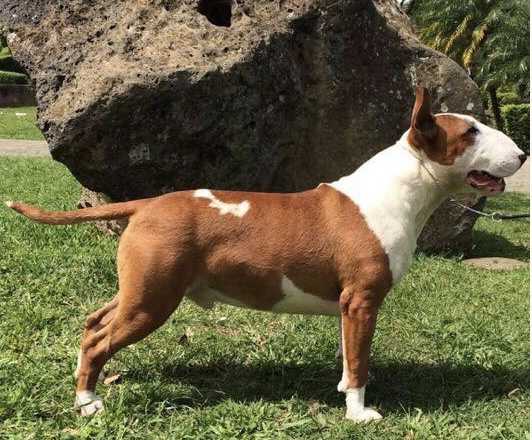 ROXO DA SAGA DO TOXO | Bull Terrier 