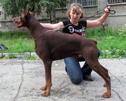 Eldiablo v. Havelland | Brown Doberman Pinscher