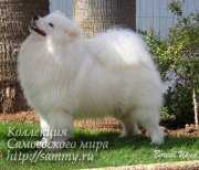 ROYBRIDGE SILVA APOLLO | Samoyed 